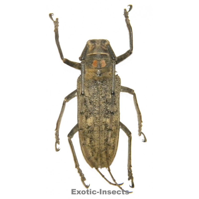 Batocera humeridens  (50-54mm)