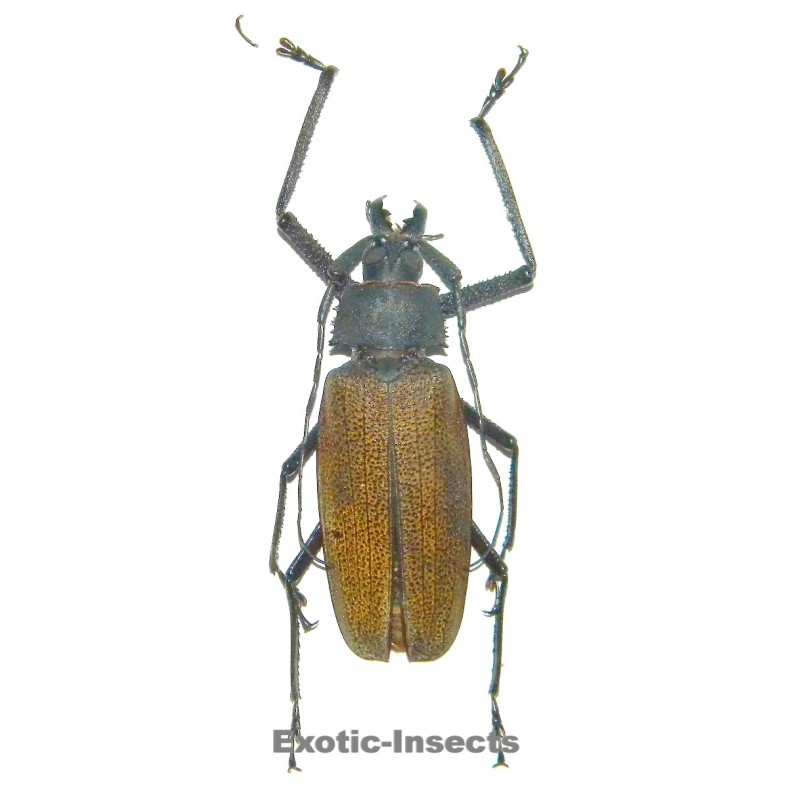 Xixuthrus granulipennis (84mm)  SPECIMEN 02