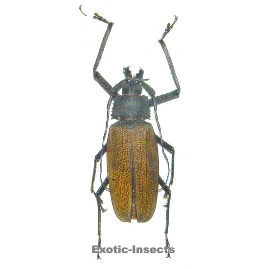 Xixuthrus granulipennis (84mm)  SPECIMEN 02