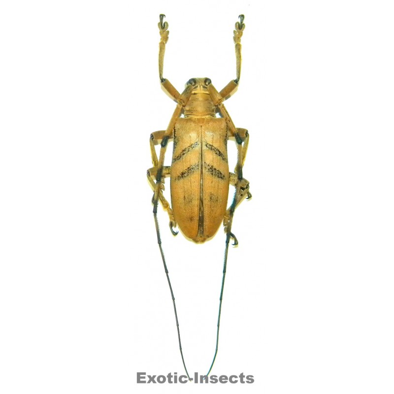 Cornuscoparia ochracea  (35-39mm)