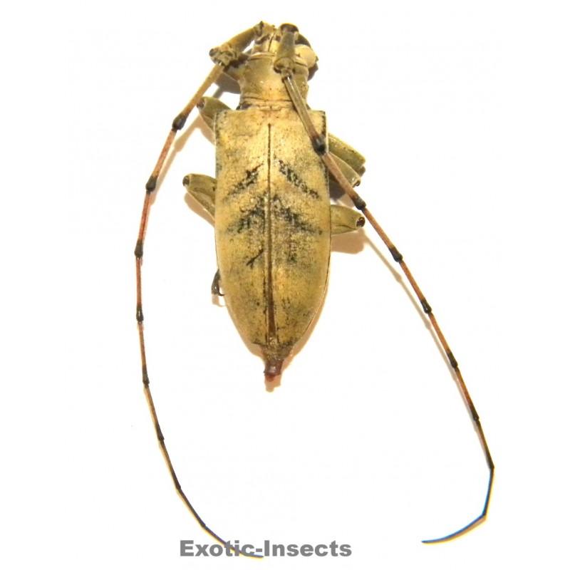 Cornuscoparia sp. 01 (34mm)  SPECIMEN 1