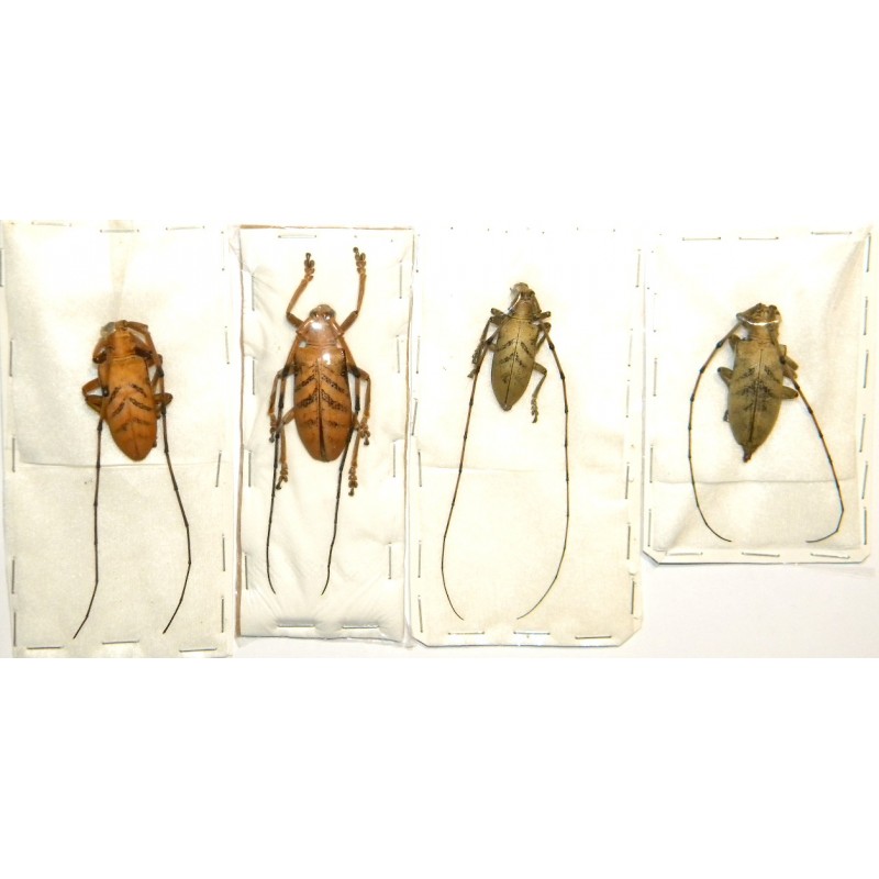 Cornuscoparia sp. 01 (34mm)  SPECIMEN 1