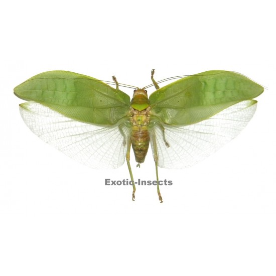 Pseudophyllus neriifolius