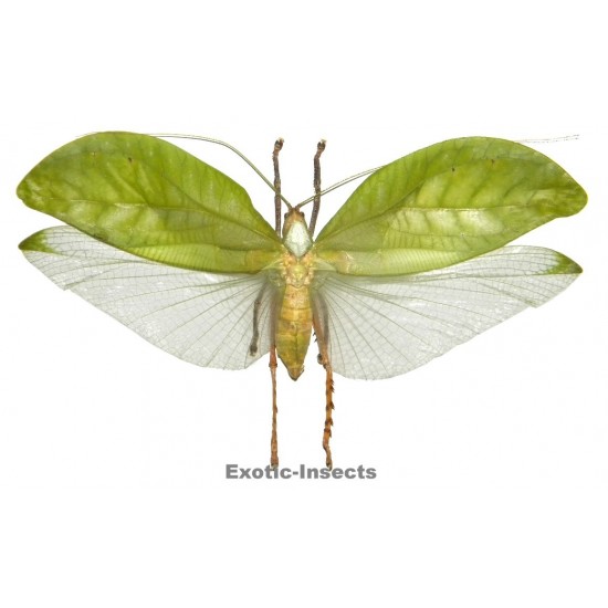 Onomarchus uninotatus