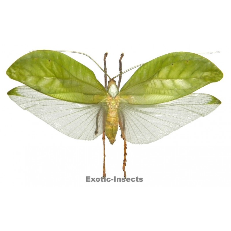 Onomarchus uninotatus
