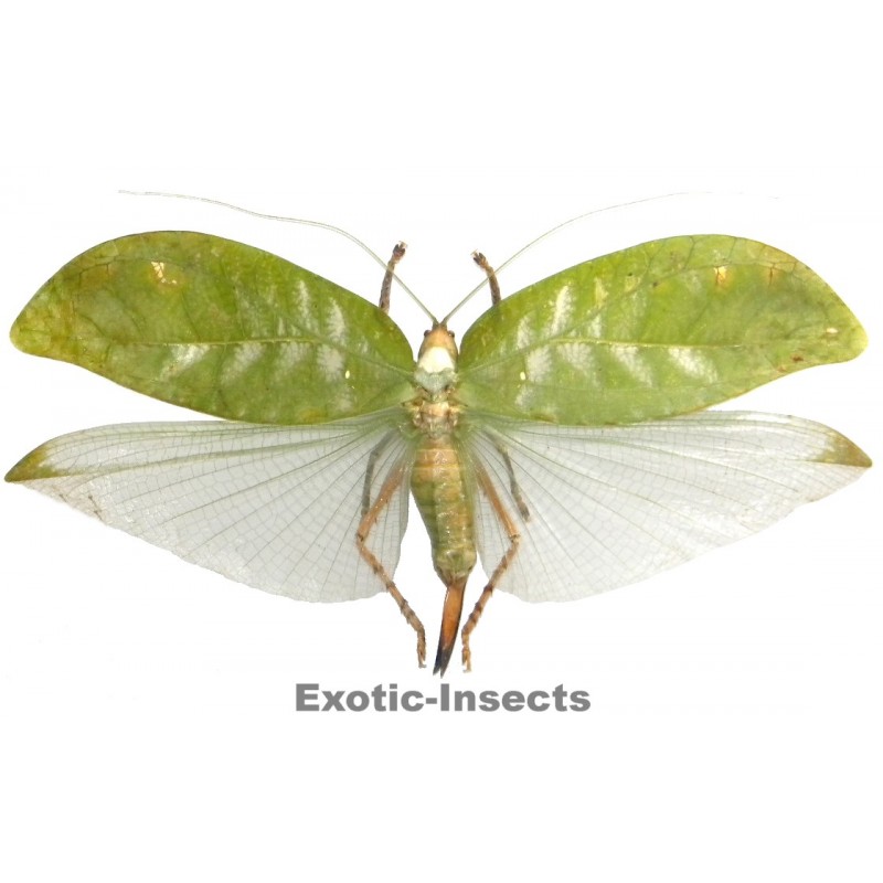 Onomarchus uninotatus