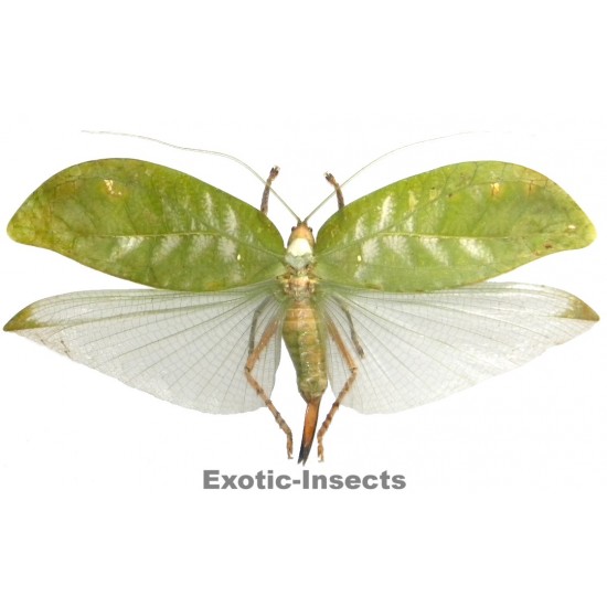 Onomarchus uninotatus