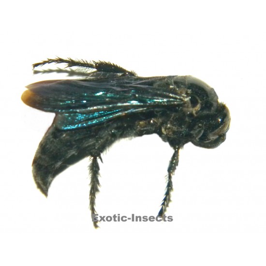 Austroscolia soror