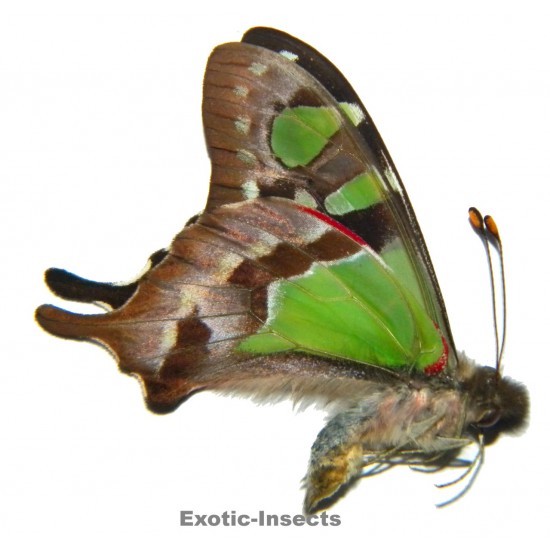 Graphium macleayanus moggana
