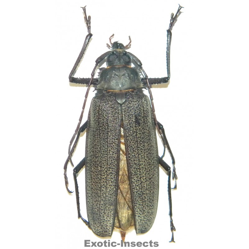 Xixuthrus isyuniarkoi  (72mm)  SPECIMEN 03