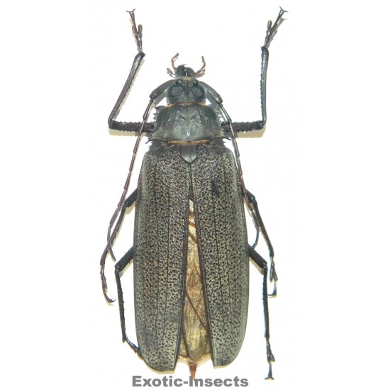 Xixuthrus isyuniarkoi  (72mm)  SPECIMEN 03
