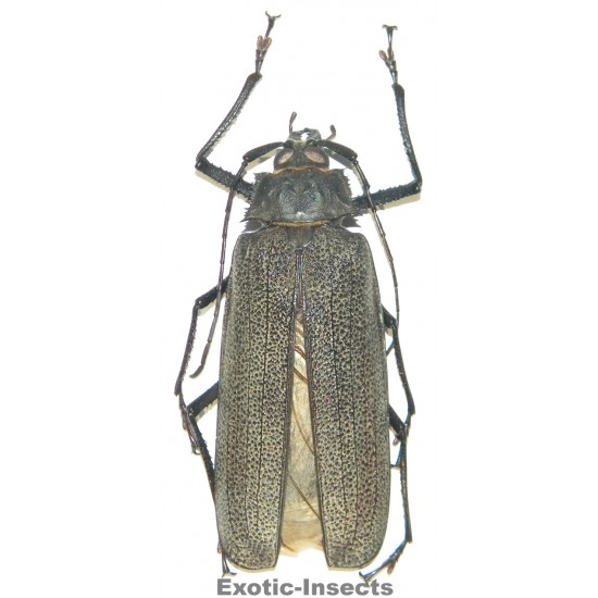 Xixuthrus isyuniarkoi  (84mm)  SPECIMEN 04