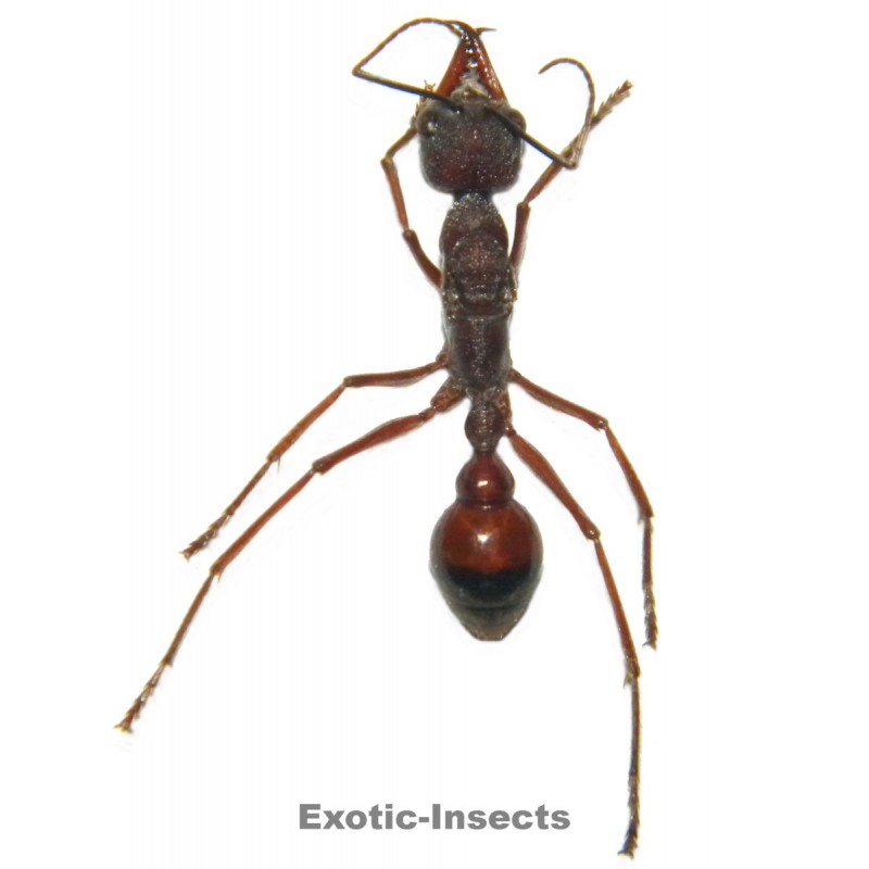 Myrmecia nigriscapa