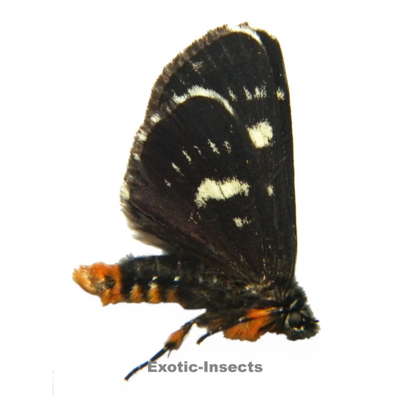 Phalaenoides glycinae