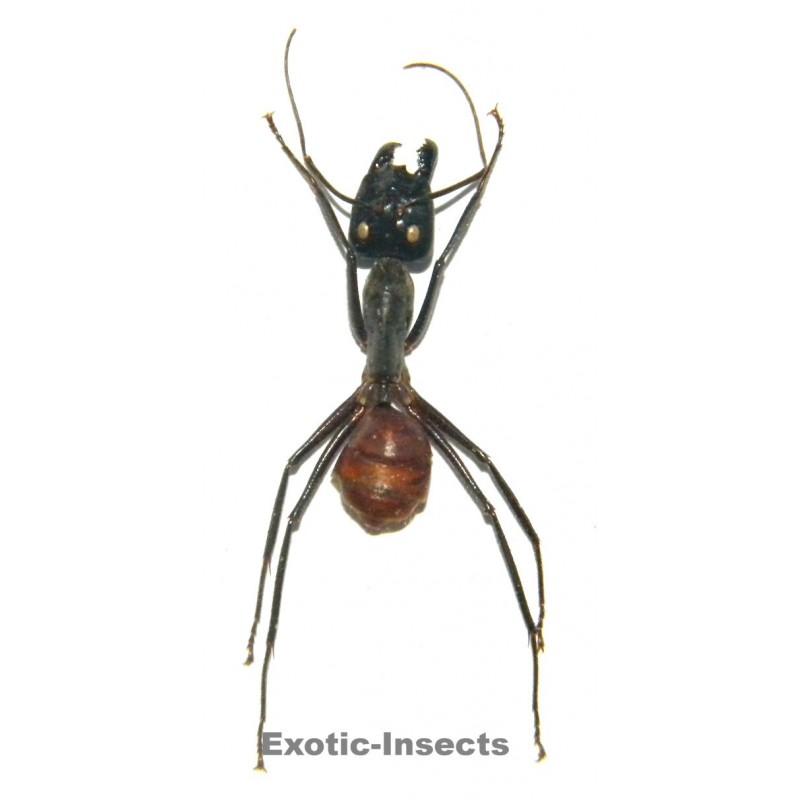 Camponotus gigas (20-30mm)