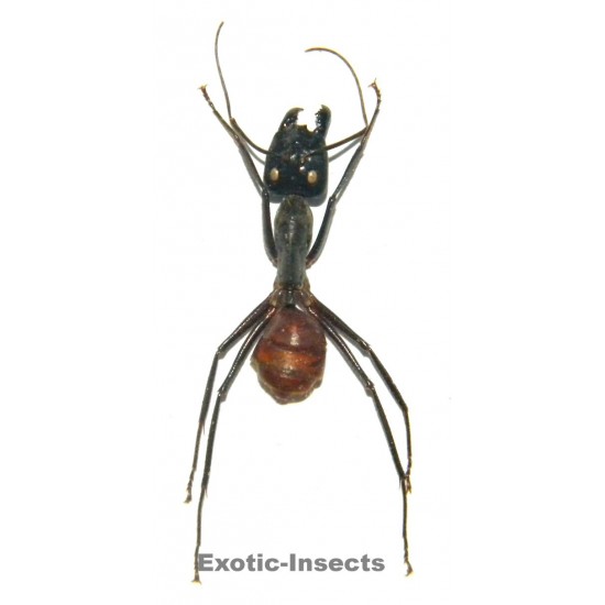 Camponotus gigas (20-30mm)