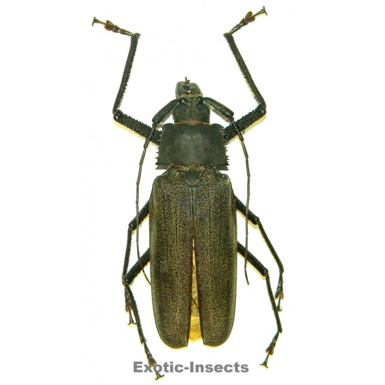 Xixuthrus isyuniarkoi...