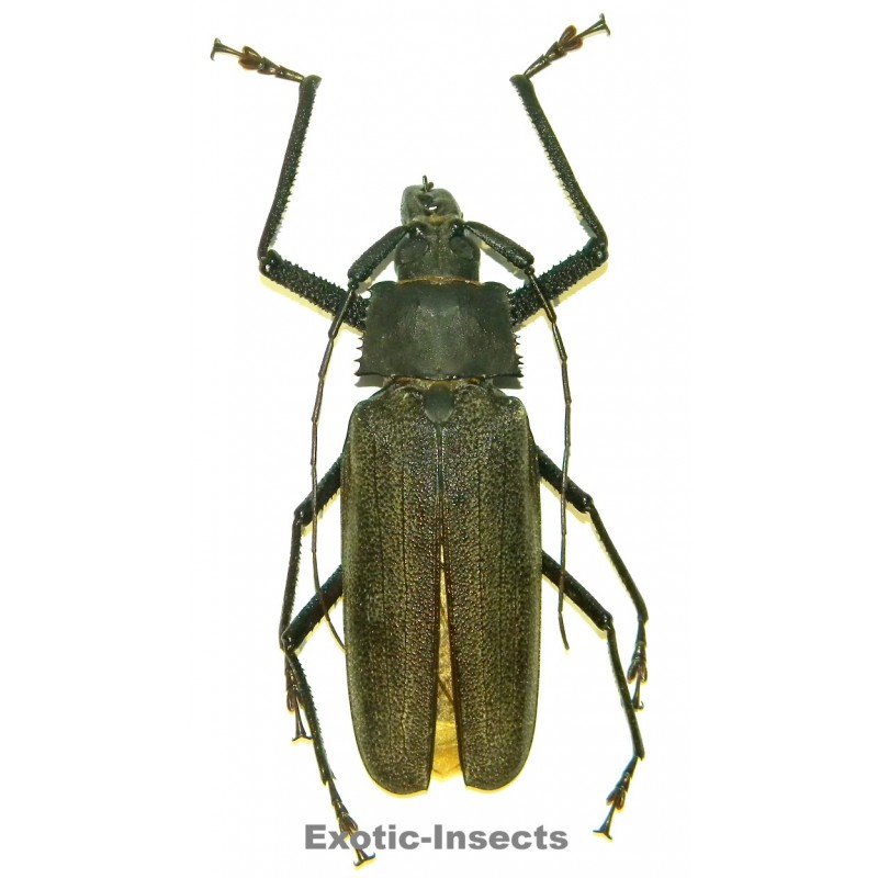 Xixuthrus isyuniarkoi  (116mm)  SPECIMEN 06
