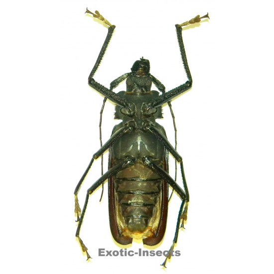 Xixuthrus isyuniarkoi  (116mm)  SPECIMEN 06
