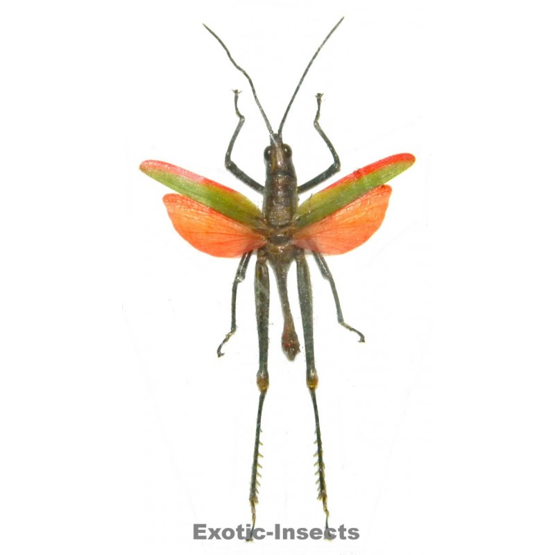 Orthoptera sp.72