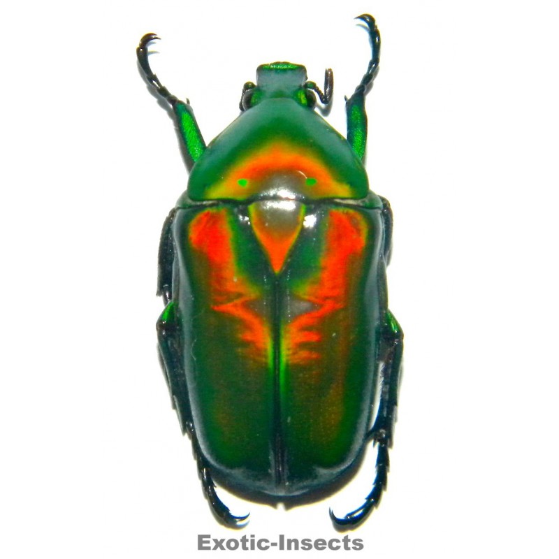 Rhomborrhina gigantea