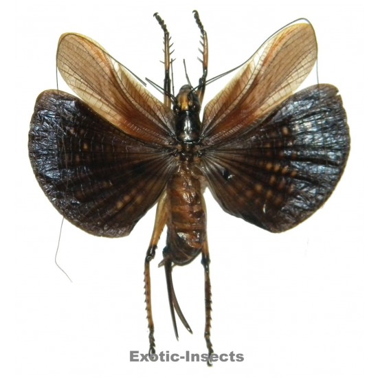 Gryllacrididae sp.10