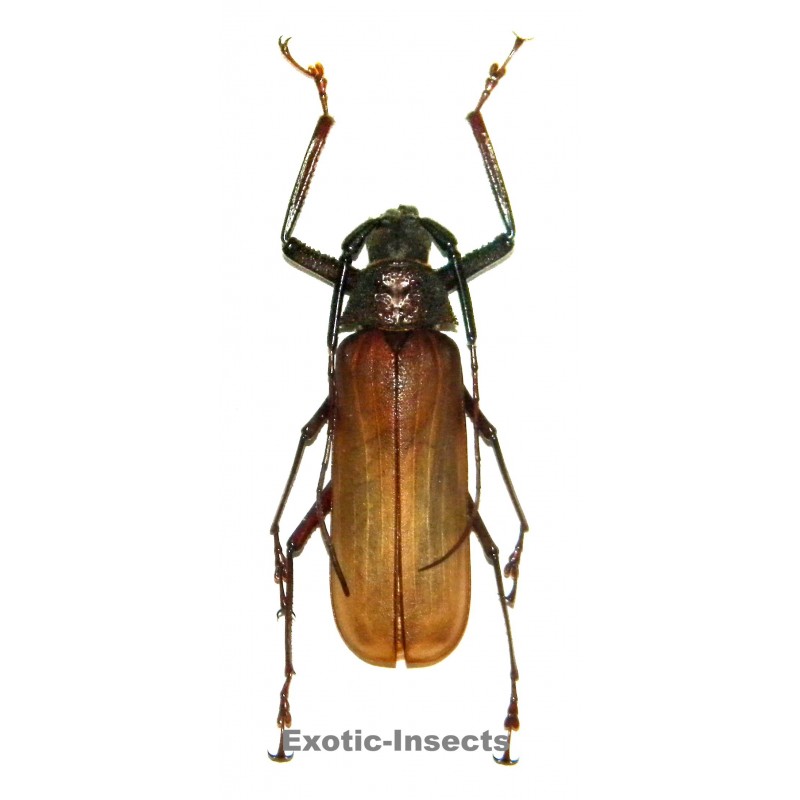 Bandar pascoei pascoei (50-59mm)