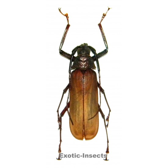 Bandar pascoei pascoei (50-59mm)