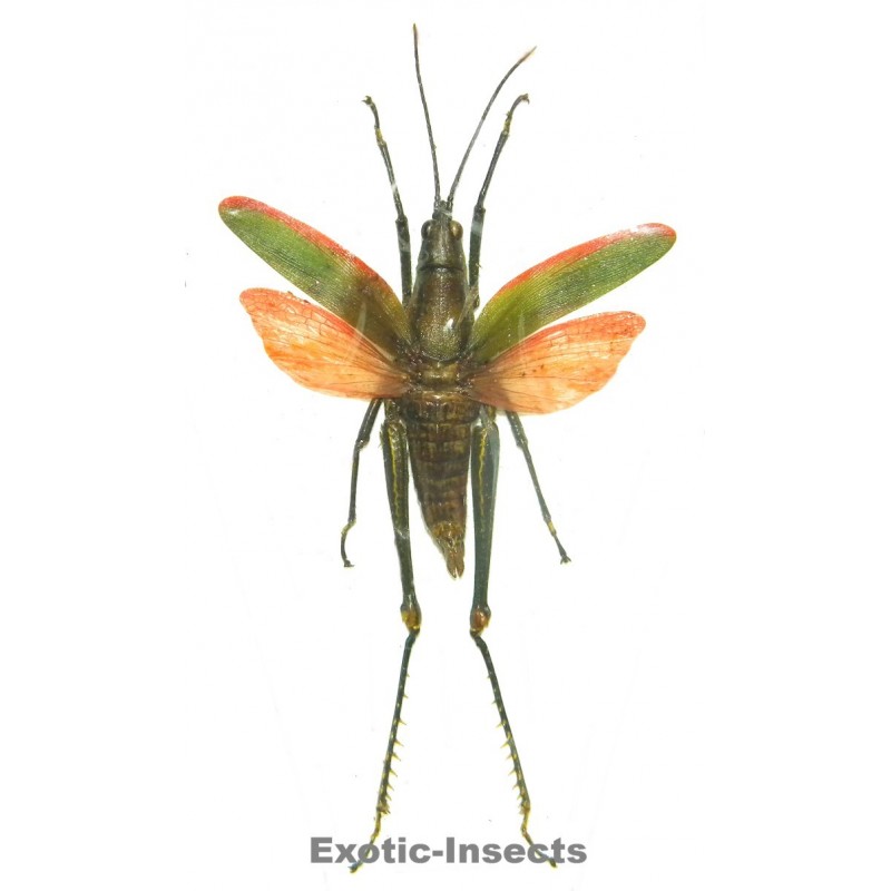 Orthoptera sp.72