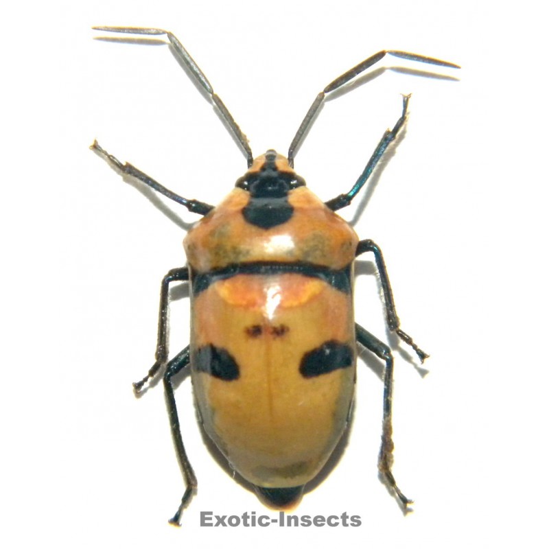 Eucorysses grandis