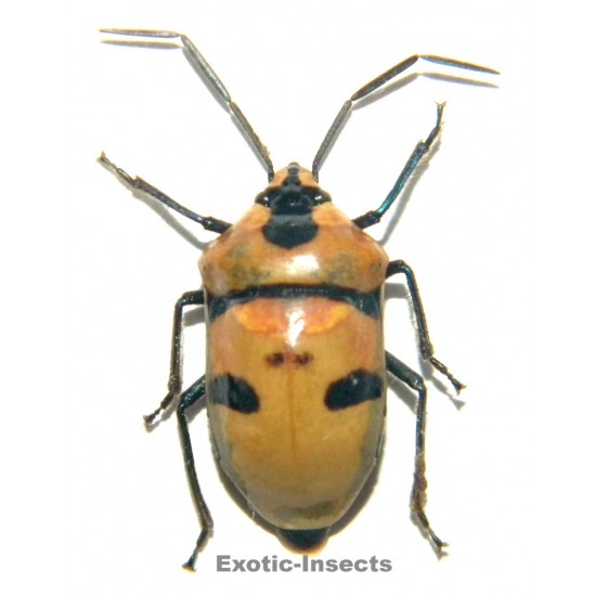 Eucorysses grandis