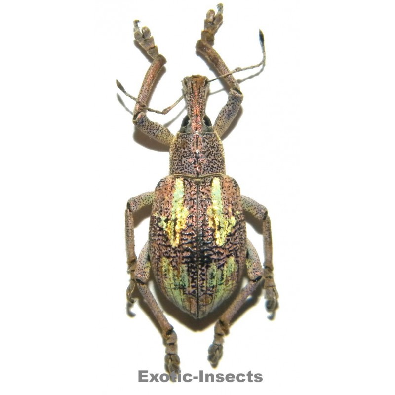 Rhynoscapha dohrni
