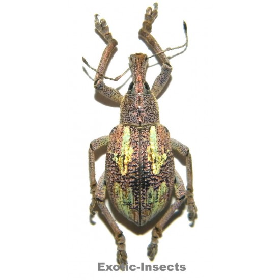 Rhynoscapha dohrni