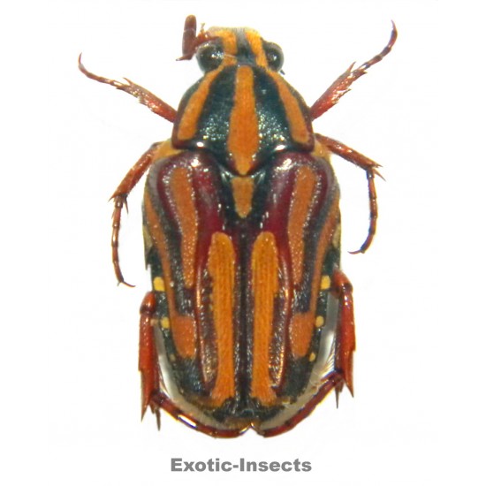 Ixorida venerea