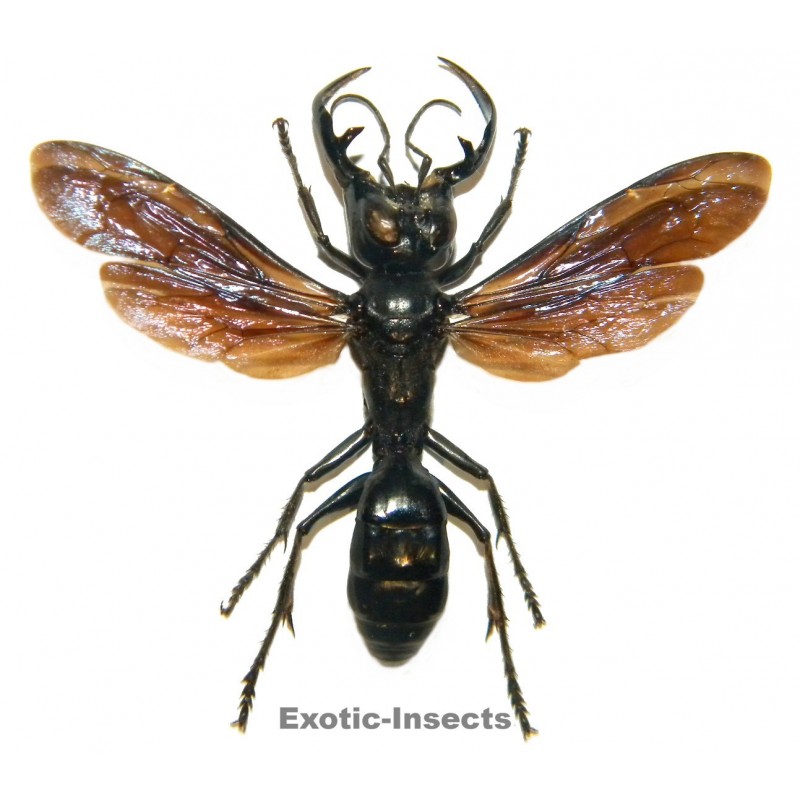 Megalara garuda (48mm)  SPECIMEN 03