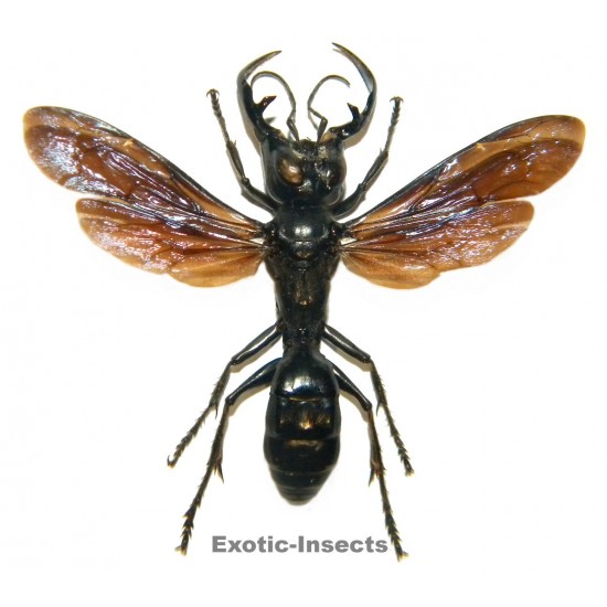 Megalara garuda (48mm)  SPECIMEN 03