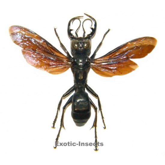Megalara garuda  (41mm)  SPECIMEN 04