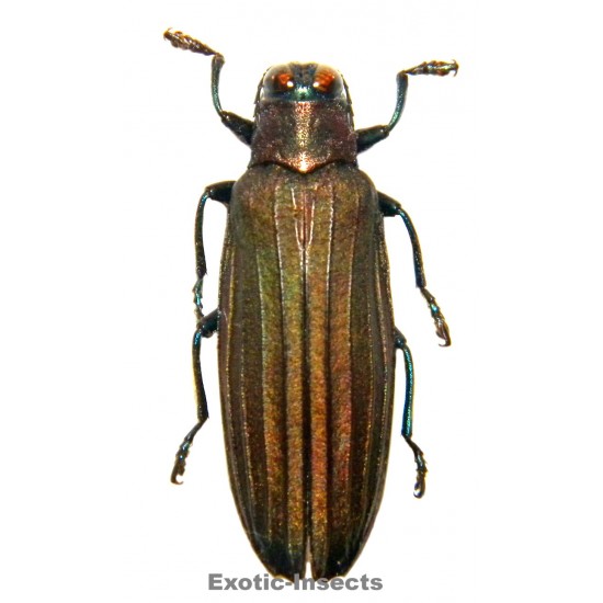 Demochroa lacordairei