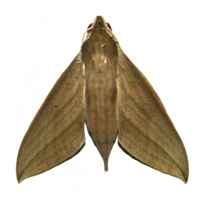 Theretra insularis