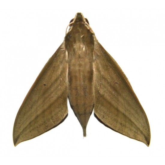 Theretra insularis