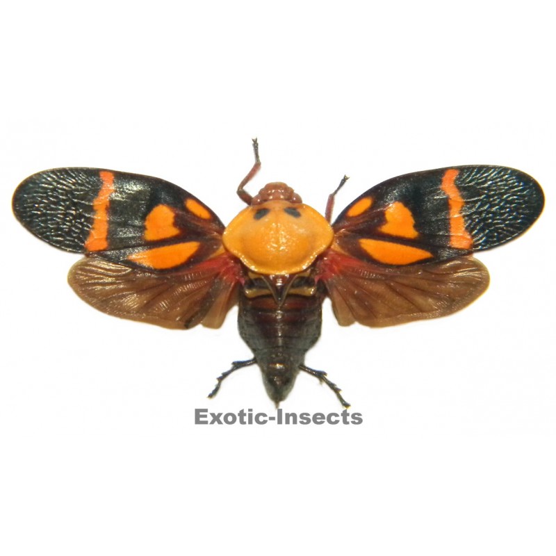 Cercopidae sp.21