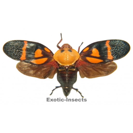 Cercopidae sp.21
