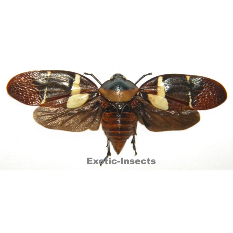 Cercopidae sp.22