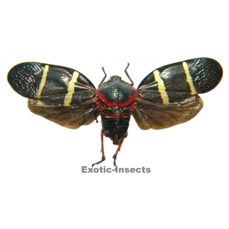 Cercopidae sp.23