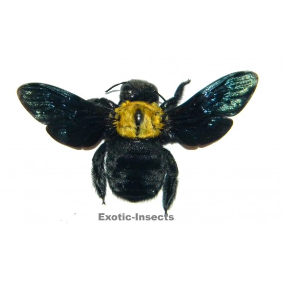 Xylocopa confusa