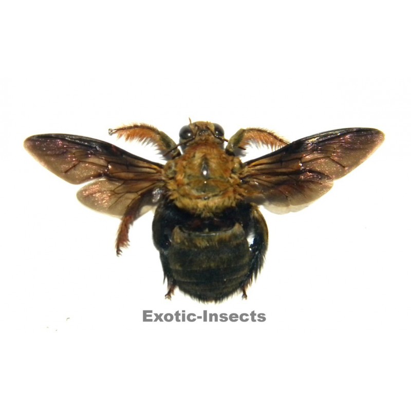 Xylocopa confusa