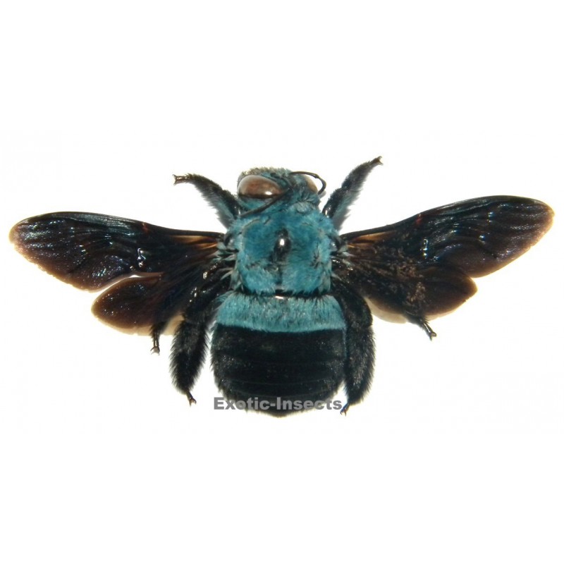 Xylocopa caerulea