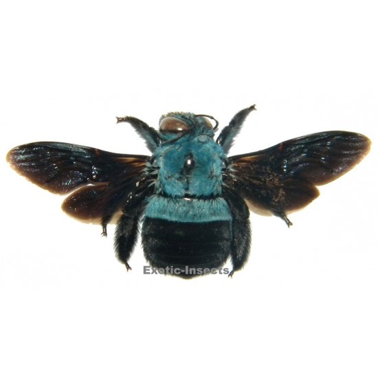 Xylocopa caerulea