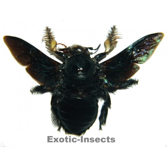 Xylocopa latipes
