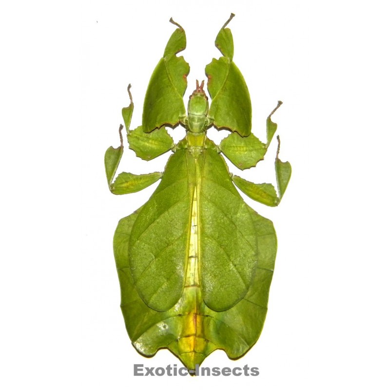 Phyllium pulchrifolium